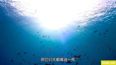 aPbW-UZEOhYdjW1-剧照1